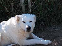 abruzzese shepherd dog